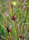 Juncus effusus. Верхушка побега с соплодием. Московская обл., Воскресенский р-н, Лопатинские карьеры, влажный луг. 02.09.2018.