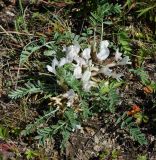 Astragalus testiculatus