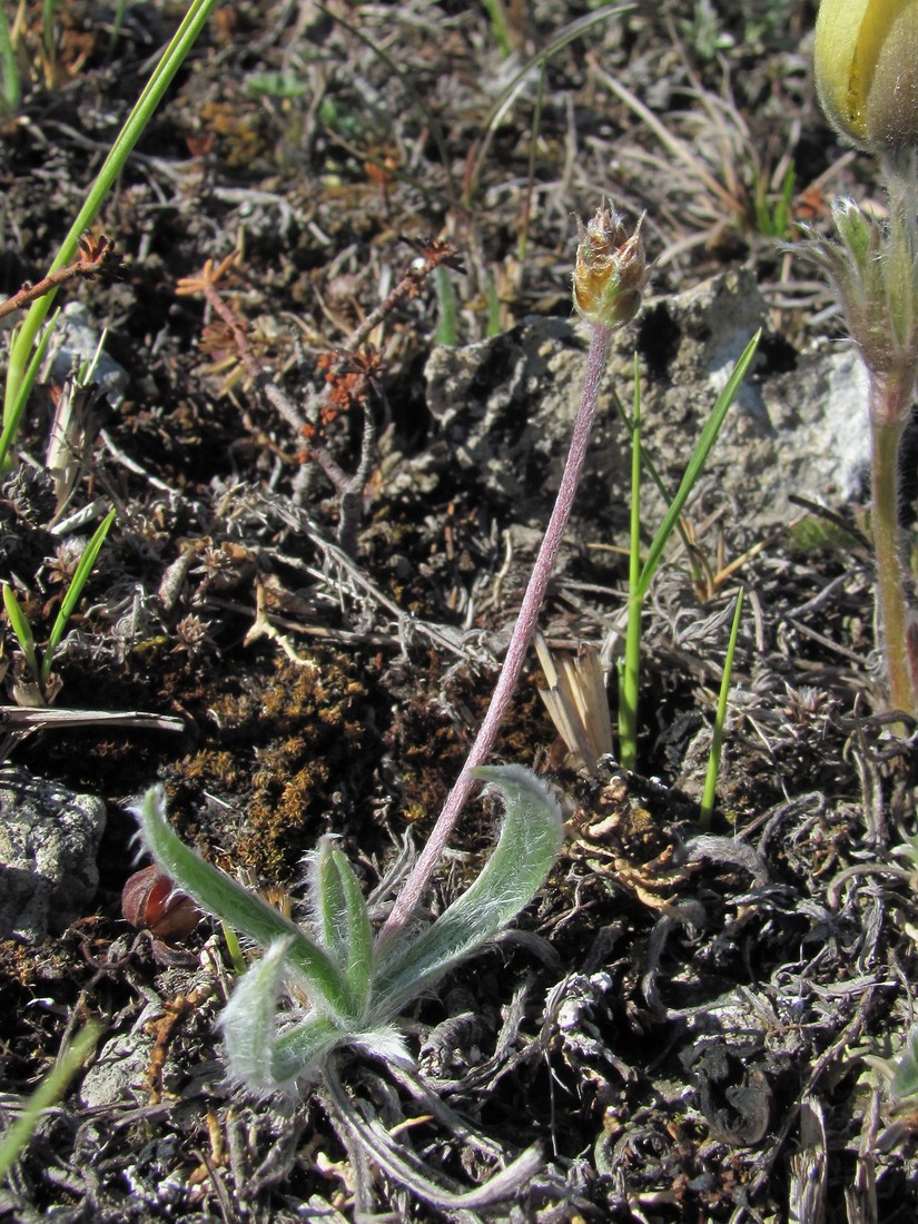 Изображение особи Plantago atrata.