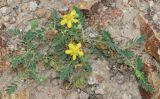 Potentilla orientalis