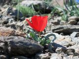 Tulipa korolkowii. Цветущее растение. Узбекистан, хребет Нуратау, Нуратинский заповедник. Апрель 2006 г.
