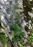 Mycelis muralis. Цветущее растение. Сербия, горный массив Златибор, окр. пещеры Стопича, на скале. 13.07.2019.