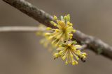 Cornus mas