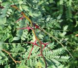 Gleditsia triacanthos