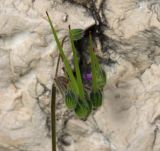 Erodium malacoides