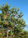 Pinus friesiana