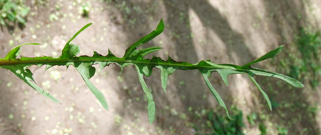 Изображение особи Taraxacum scariosum.