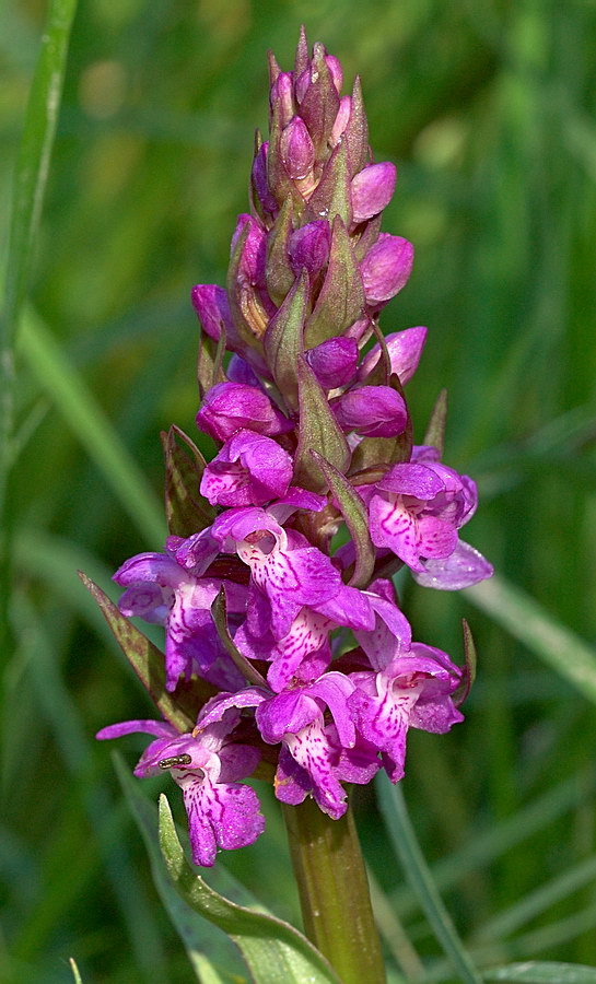 Изображение особи Dactylorhiza majalis.