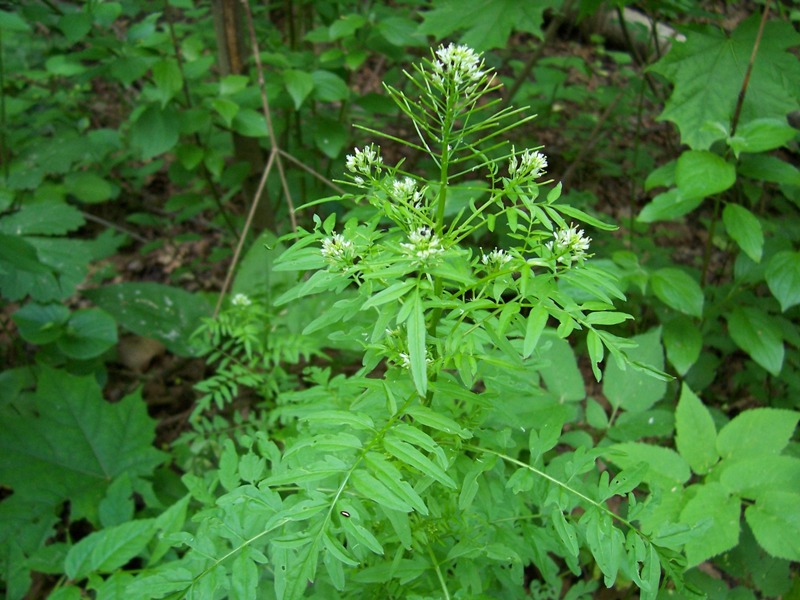 Изображение особи Cardamine impatiens.