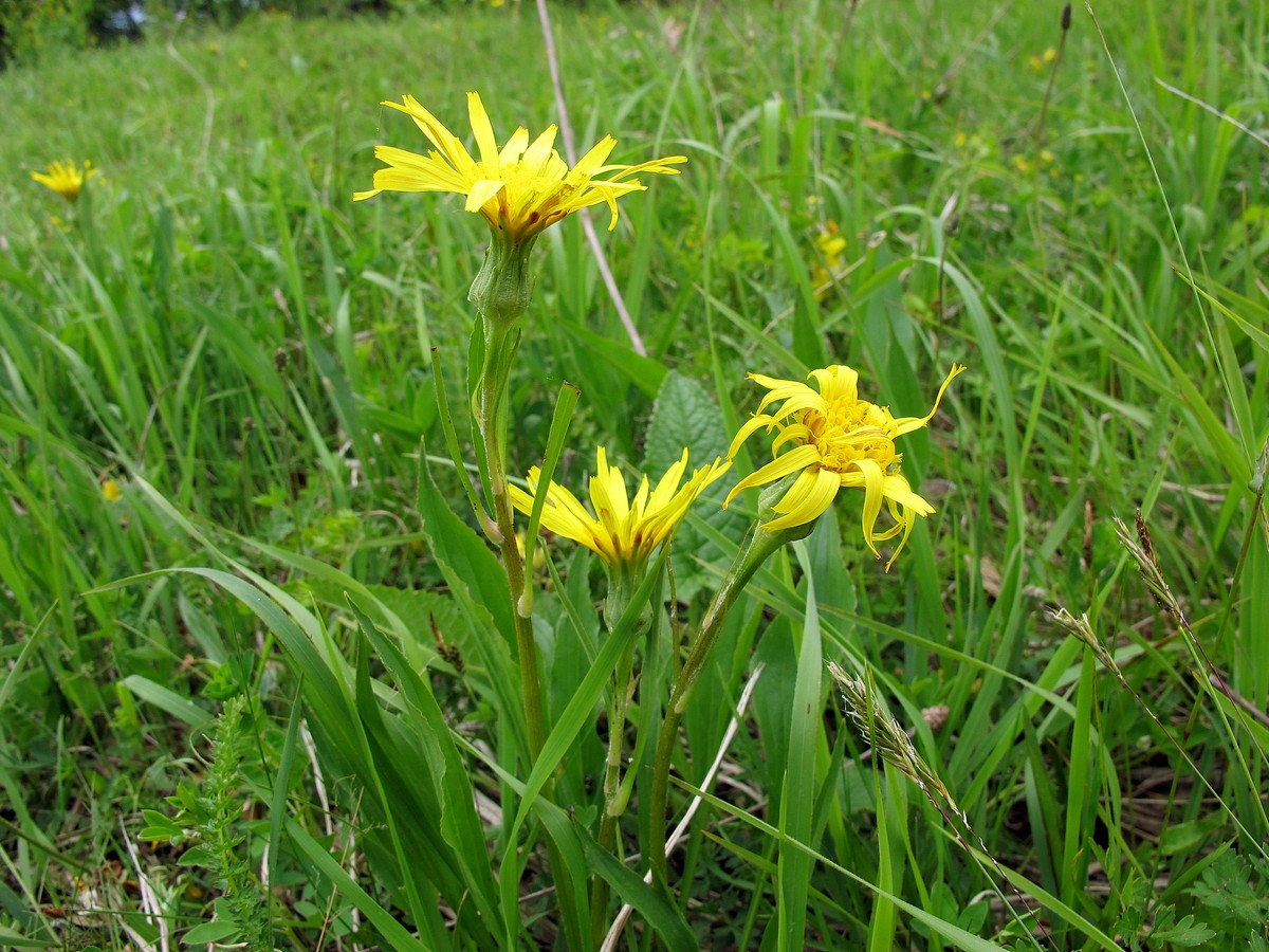 Изображение особи Scorzonera humilis.