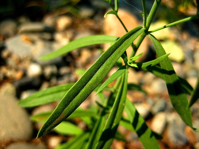 Image of Linaria acutiloba specimen.