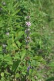 Mentha arvensis