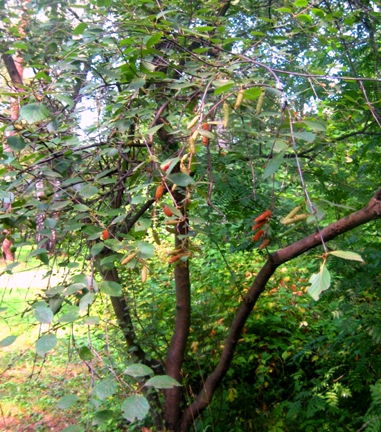 Изображение особи Betula fusca.