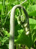 Pteridium pinetorum ssp. sajanense