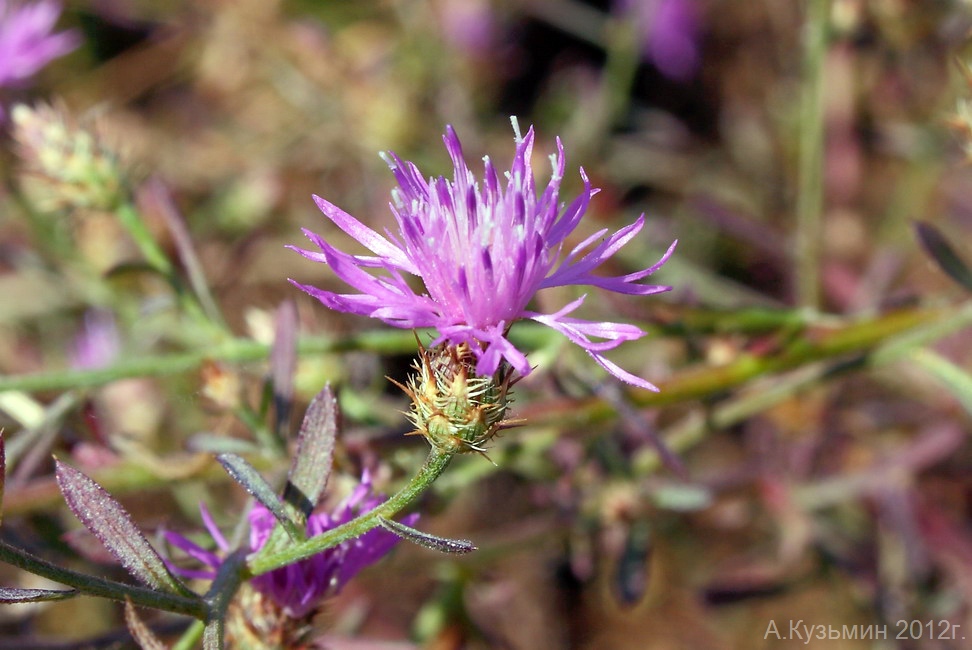 Изображение особи Centaurea diffusa.