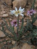 Tragopogon collinus. Цветущее растение; на заднем плане - Scorzonera papposa. Israel, Negev Mountains, Borot Lotz. 16.04.2010.