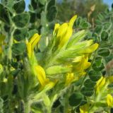 Astragalus tanaiticus