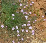 Convolvulus cantabrica