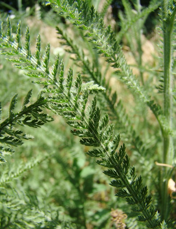 Изображение особи Achillea setacea.