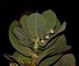 Calotropis procera