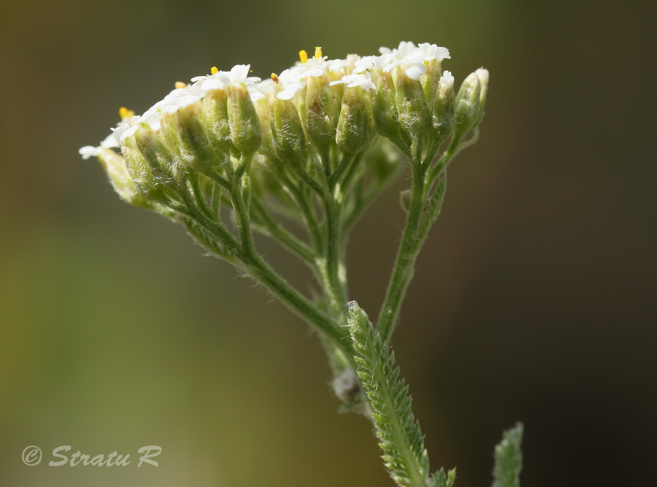 Изображение особи род Achillea.