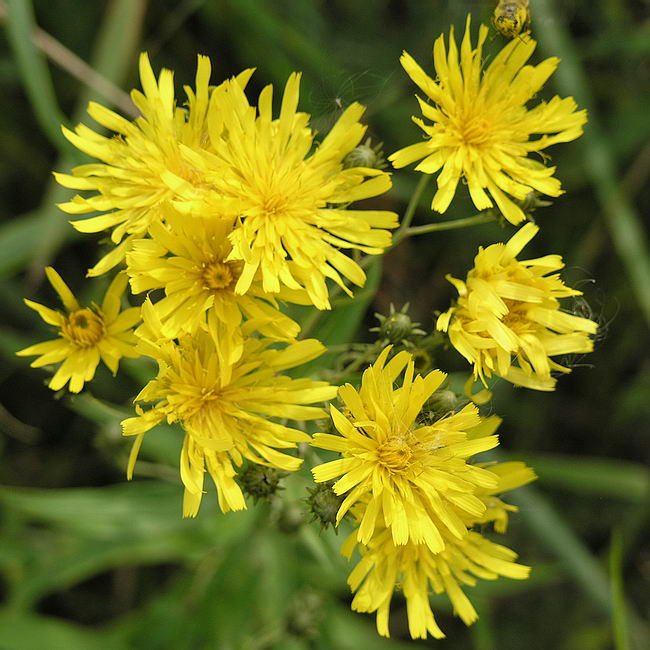 Image of Hieracium umbellatum specimen.