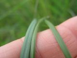 Stipa pulcherrima