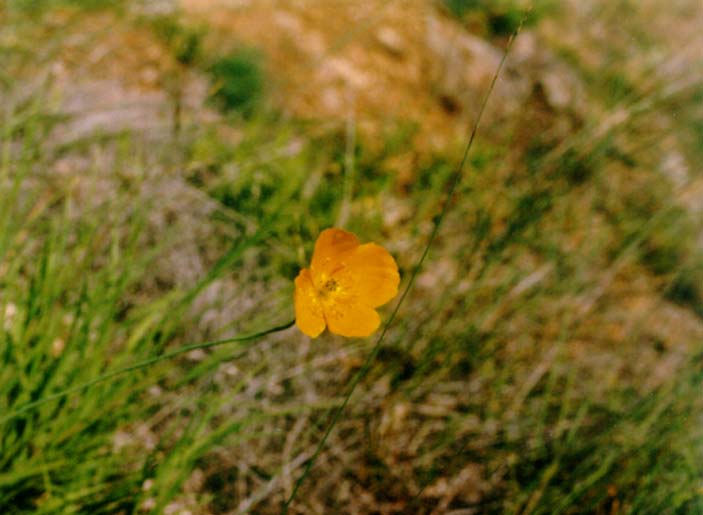 Изображение особи Papaver setosum.