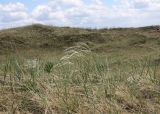 Stipa borysthenica. Колосящиеся растения в степи на песках. Хакасия, окр. с. Аршаново. 25.05.2015.