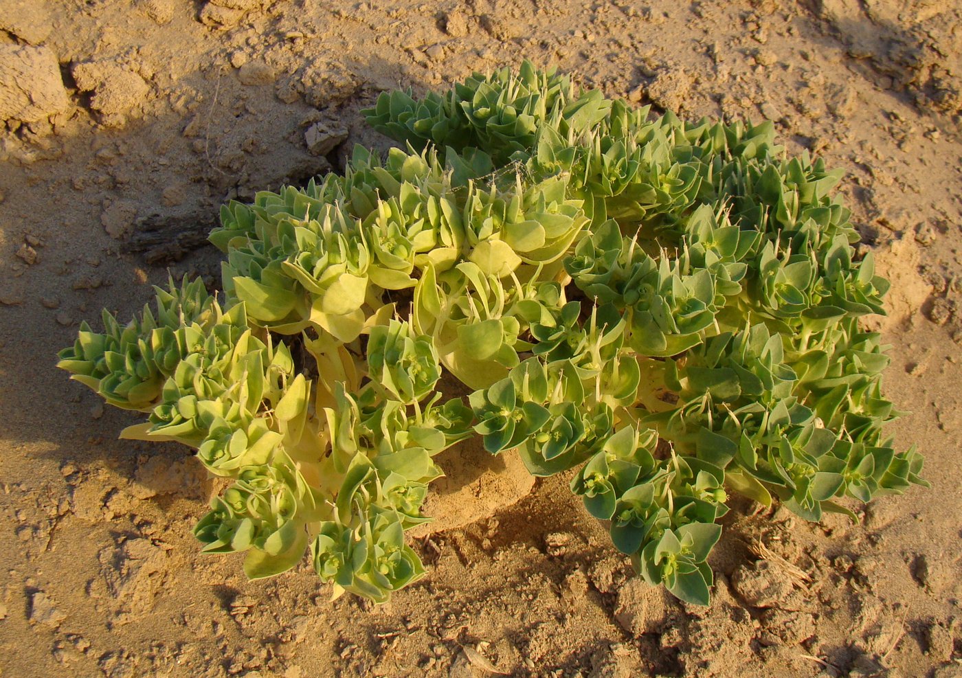 Изображение особи Euphorbia turczaninowii.