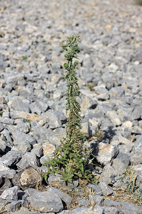 Изображение особи Cirsium vulgare.