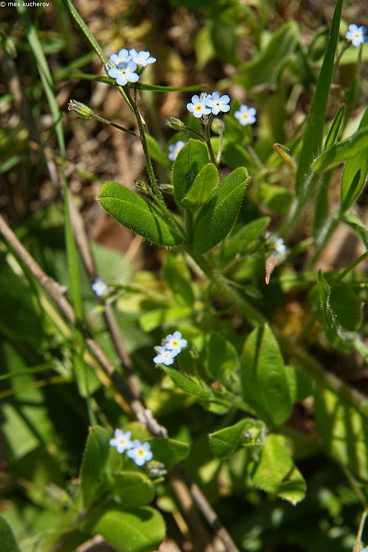 Изображение особи Myosotis arvensis.