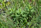 Hieracium scabiosum