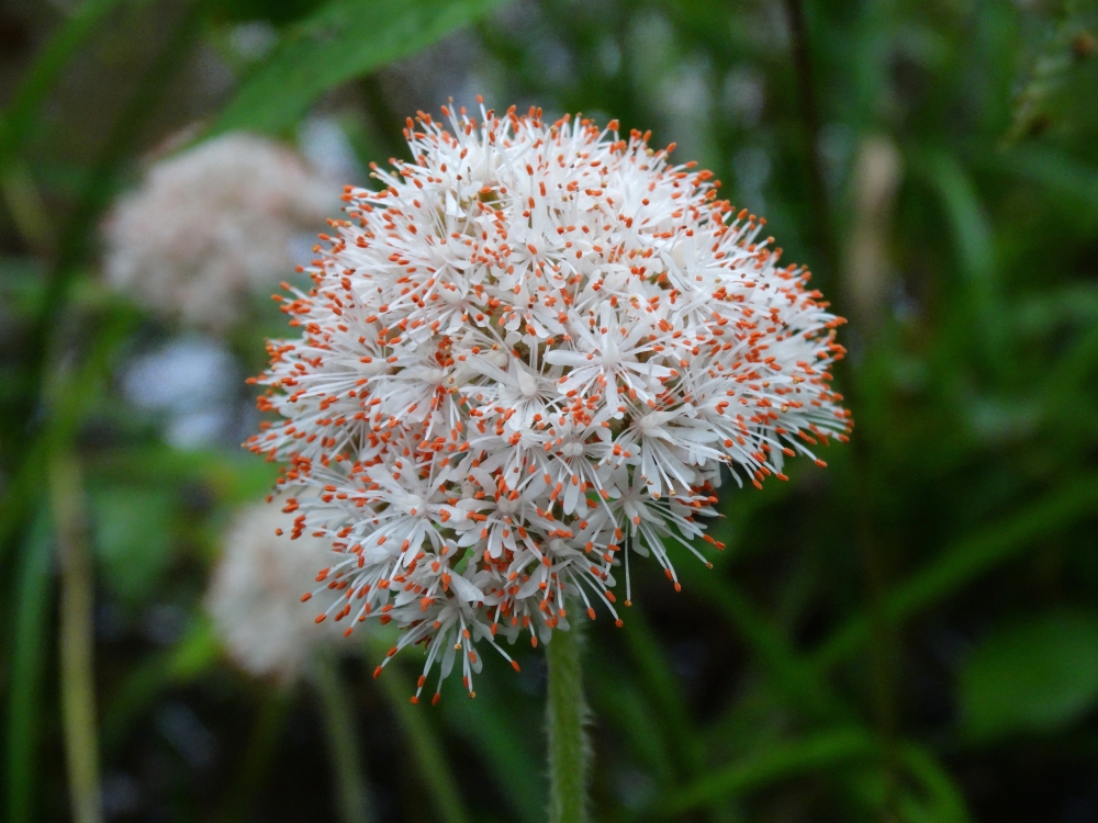 Изображение особи Micranthes manchuriensis.