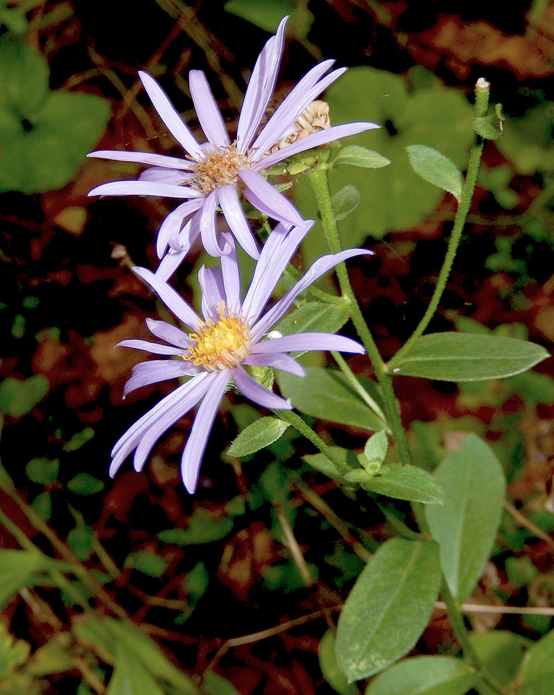 Изображение особи Aster bessarabicus.