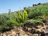 Astragalus macronyx