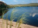 Stipa capillata. Соцветия. Украина, Луганская обл., Свердловский р-н, заповедник \"Провальская степь\", Грушевский участок, граница Украины и России. Начало июля 2005 г.