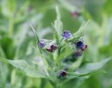 Cynoglossum officinale