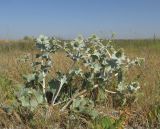 Eryngium maritimum. Цветущее растение. Крым, Черноморский р-н, с. Межводное, пересыпь оз. Ярилгач, галофитно-псаммофитная растительность. 1 июля 2017 г.