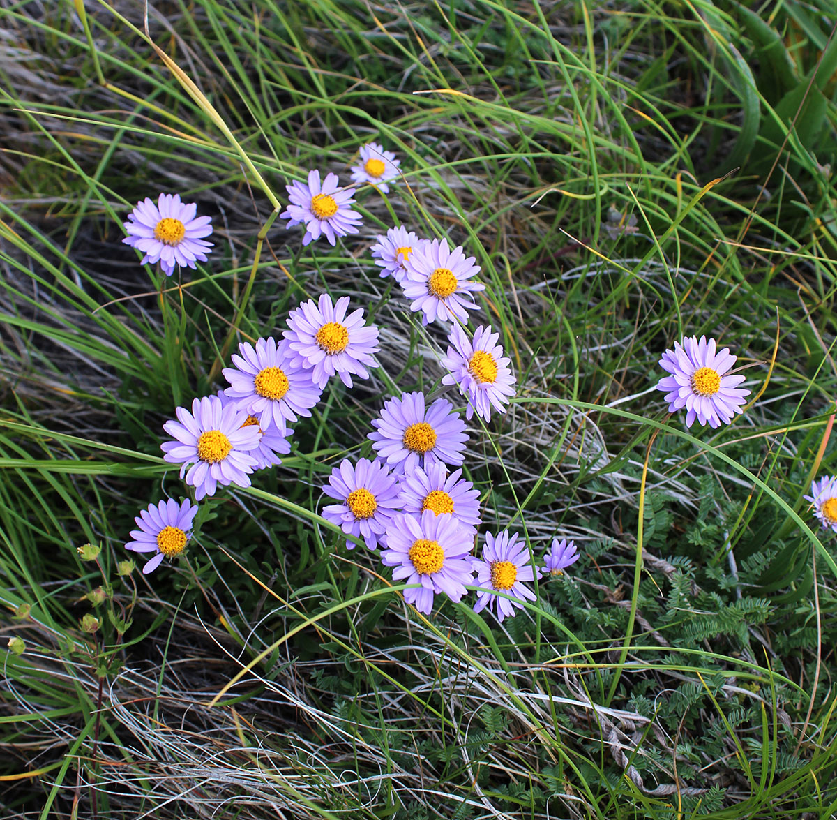 Изображение особи Aster alpinus.