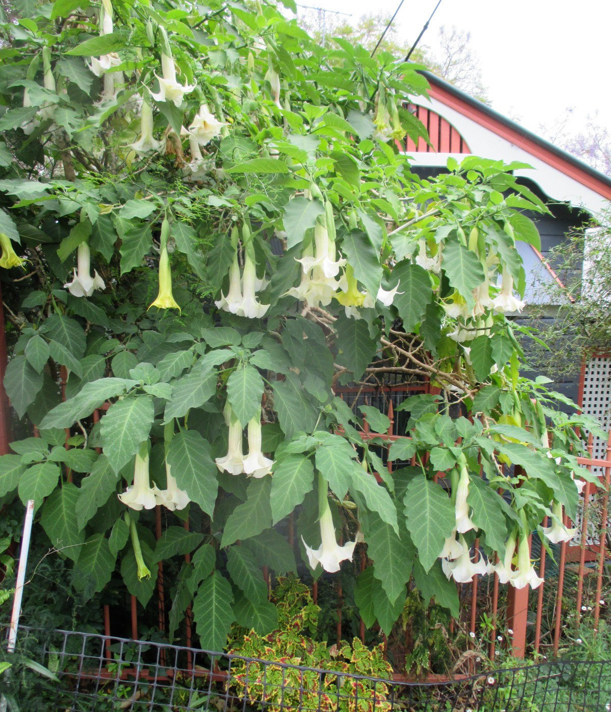 Изображение особи Brugmansia arborea.