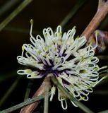 Hakea scoparia