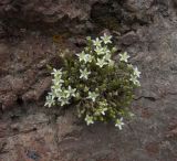 Minuartia inamoena