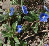 Veronica vendettadeae