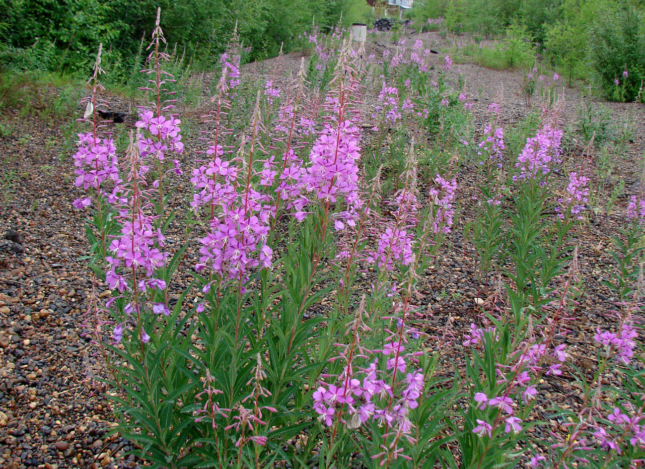 Изображение особи Chamaenerion angustifolium.