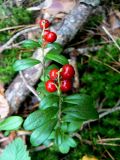 Vaccinium vitis-idaea