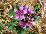 Malva mauritiana