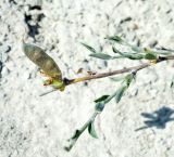 Genista scythica