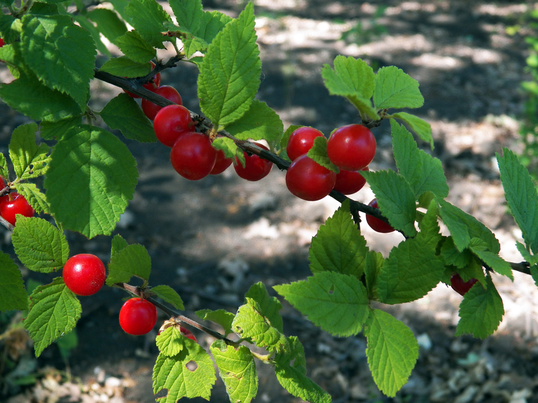 Изображение особи Cerasus tomentosa.