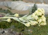 Artemisia glomerata